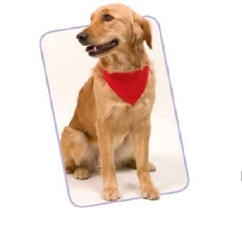 Bandana em nylon para pets